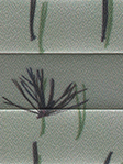 Plissee Spruce 712vs Detailansicht