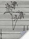 LYSEL HOME 437A Blossom LYSEL HOME 437A Blossom