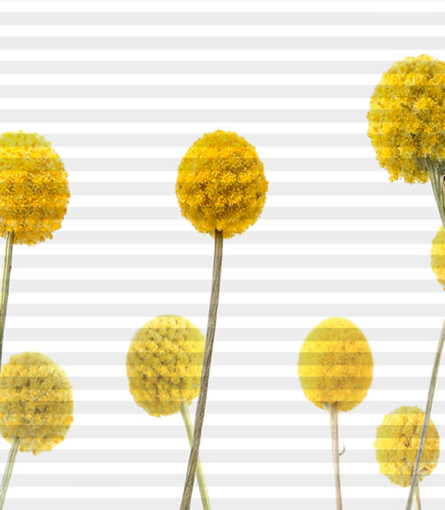 Detailansicht DUETTE® Trommelblume 2744 A001