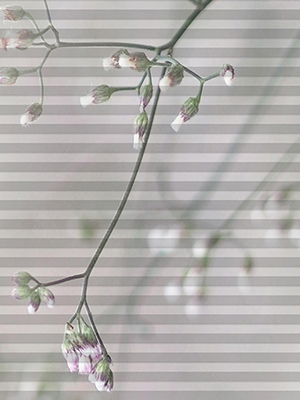 Preview DUETTE® Ast von rechts oben 2726 A003 0